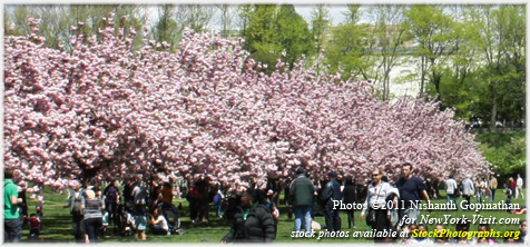 Cherry Blossom Brooklyn Botanic Garden