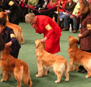 Westminster Kennel Club Dog Show 2008 in New York