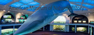 American Museum of Natural History Top 10 New York Attractions